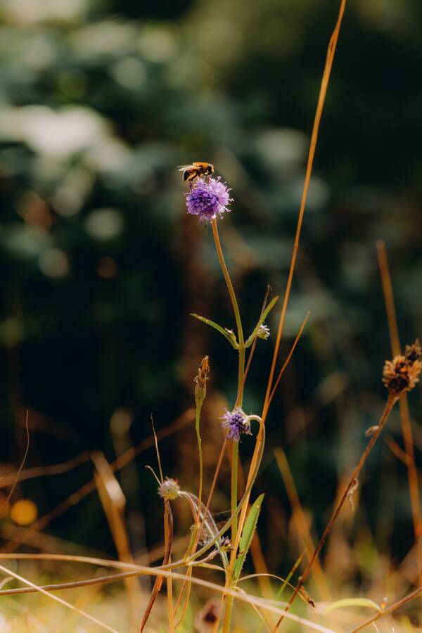 A bee on devil's-bit scabious in the meadows near Ludlow