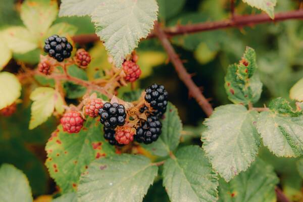 Ripe blackberries in a Shropshire hedgerow near Ludlow