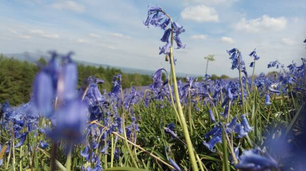 Bluebells on the hillside near The Salwey Lodge, Ludlow