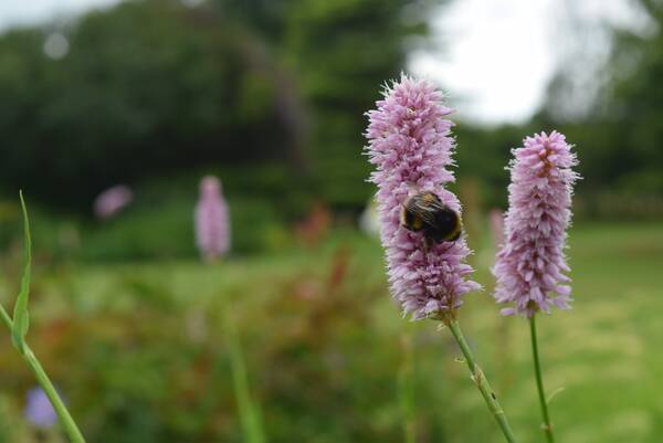 A bumblebee on pink bistort in a wildflower meadow near Ludlow