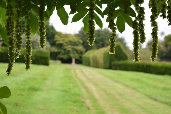 The lawn and clipped yew hedges in the garden at The Salwey Lodge near Ludlow