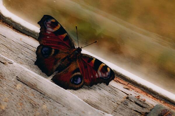A peacock butterfly resting on a windowsill at The Salwey Lodge near Ludlow