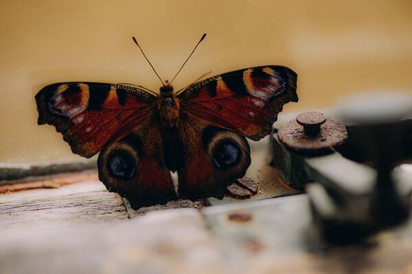 A peacock butterfly, part of the wildlife at The Salwey Lodge near Ludlow