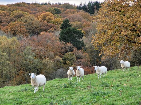 Sheep on an autumn hillside on a walk from The Salwey Lodge near Ludlow