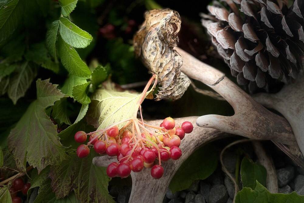 Autumn wreath of red berries, antler and pine cone - a seasonal activity at The Salwey Lodge