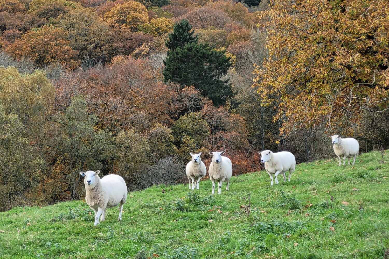 Sheep on a hillside with autumn woodland, on a walking holiday from The Salwey Lodge near Ludlow