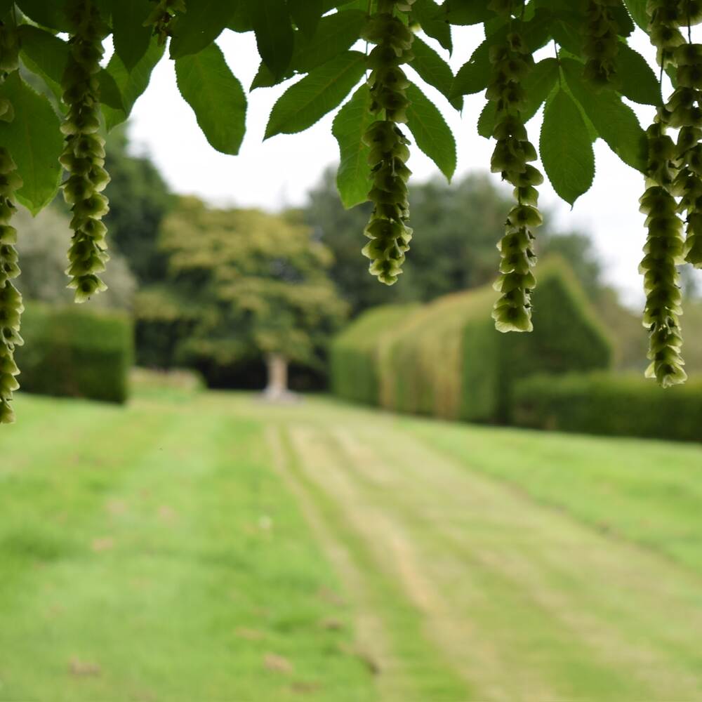 The lawn and clipped yew hedges in the garden at The Salwey Lodge, framed by hanging tree blossom