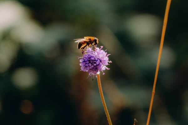 A bee on a purple wildflower in the meadows around The Salwey Lodge near Ludlow