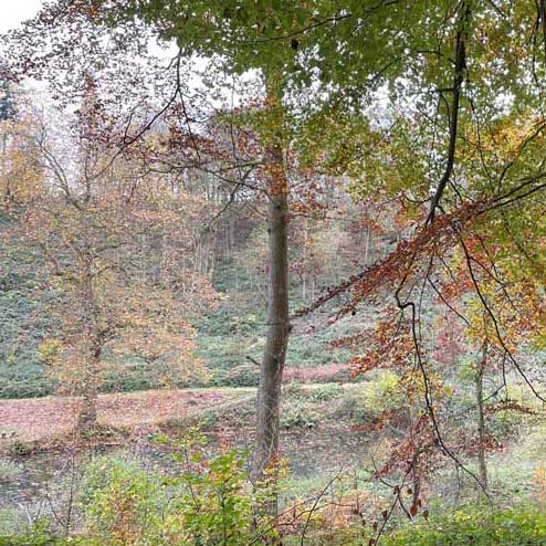 Autumn view from under a tree near Ludlow