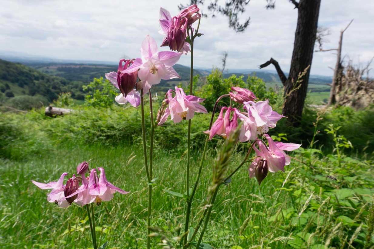 Salwey Lodge, Shropshire